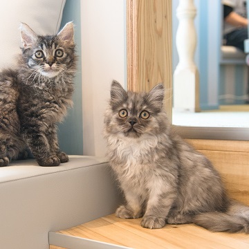 超特割!【平日・20%割引】猫カフェモカ イオンレイクタウン 入場券(ドリンクバー・猫のおやつ)の写真