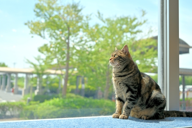 超特割!【平日・20%割引】猫カフェモカ イオンレイクタウン 入場券(ドリンクバー・猫のおやつ)の写真