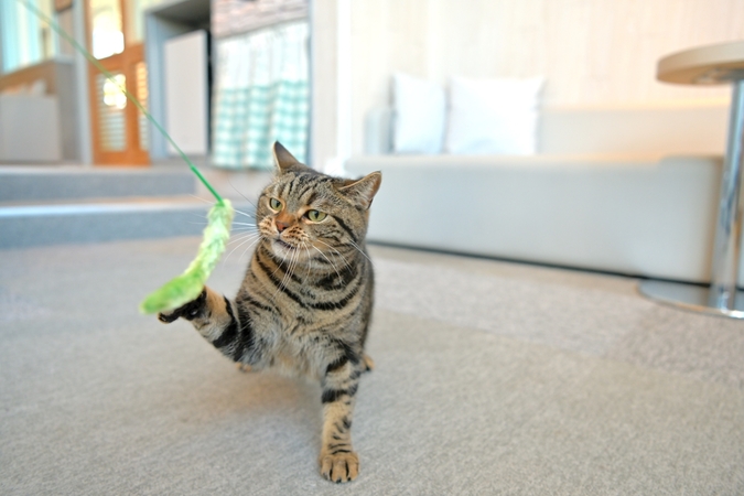 超特割!【平日・20%割引】猫カフェモカ イオンレイクタウン 入場券(ドリンクバー・猫のおやつ)の写真
