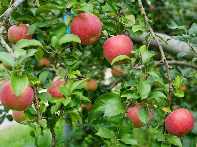 2歳以下無料】＼りんご狩り／試食＋2個収穫体験 | みなかみフルーツ