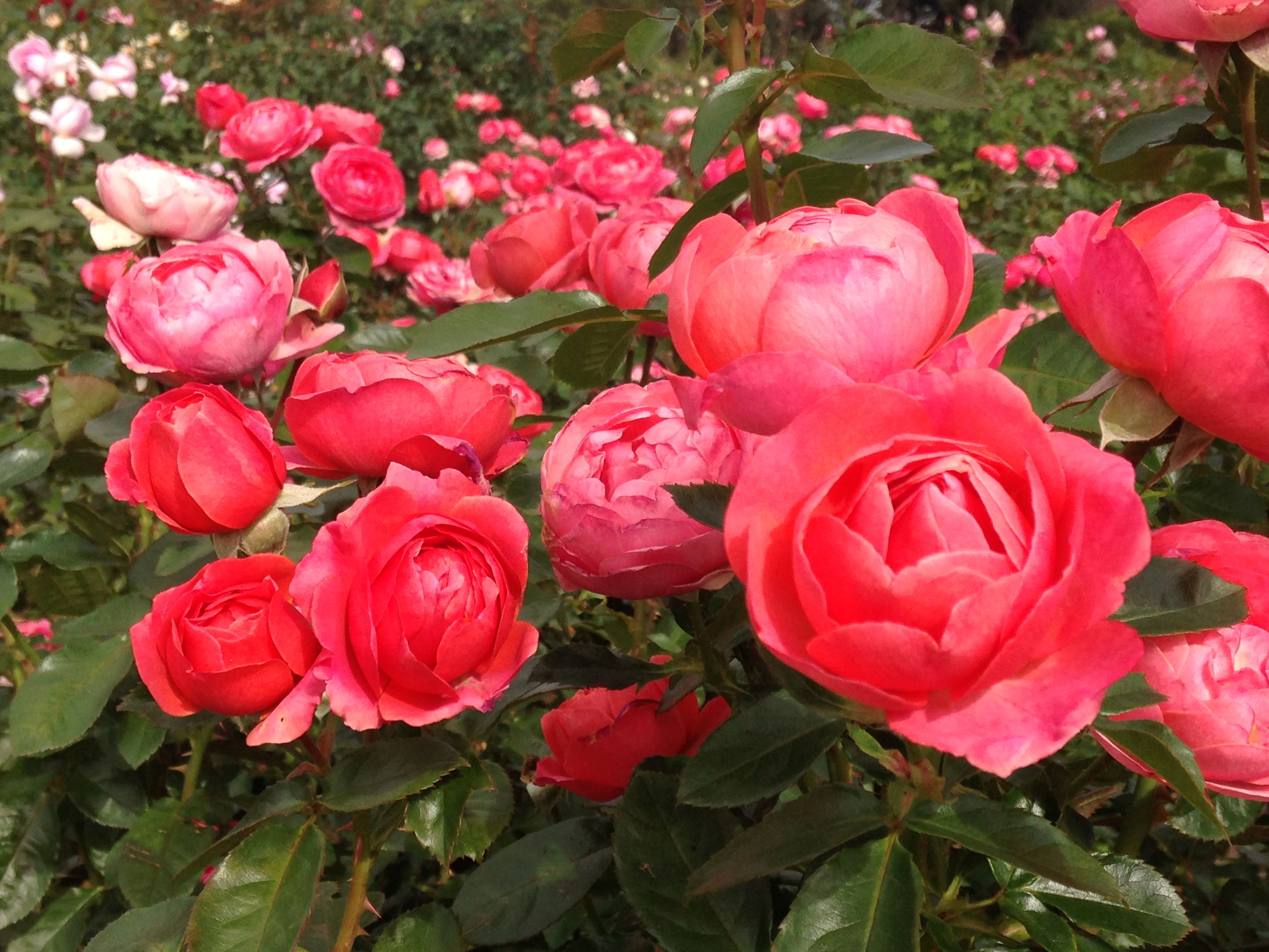 【100円割引】京成バラ園入園チケットの写真