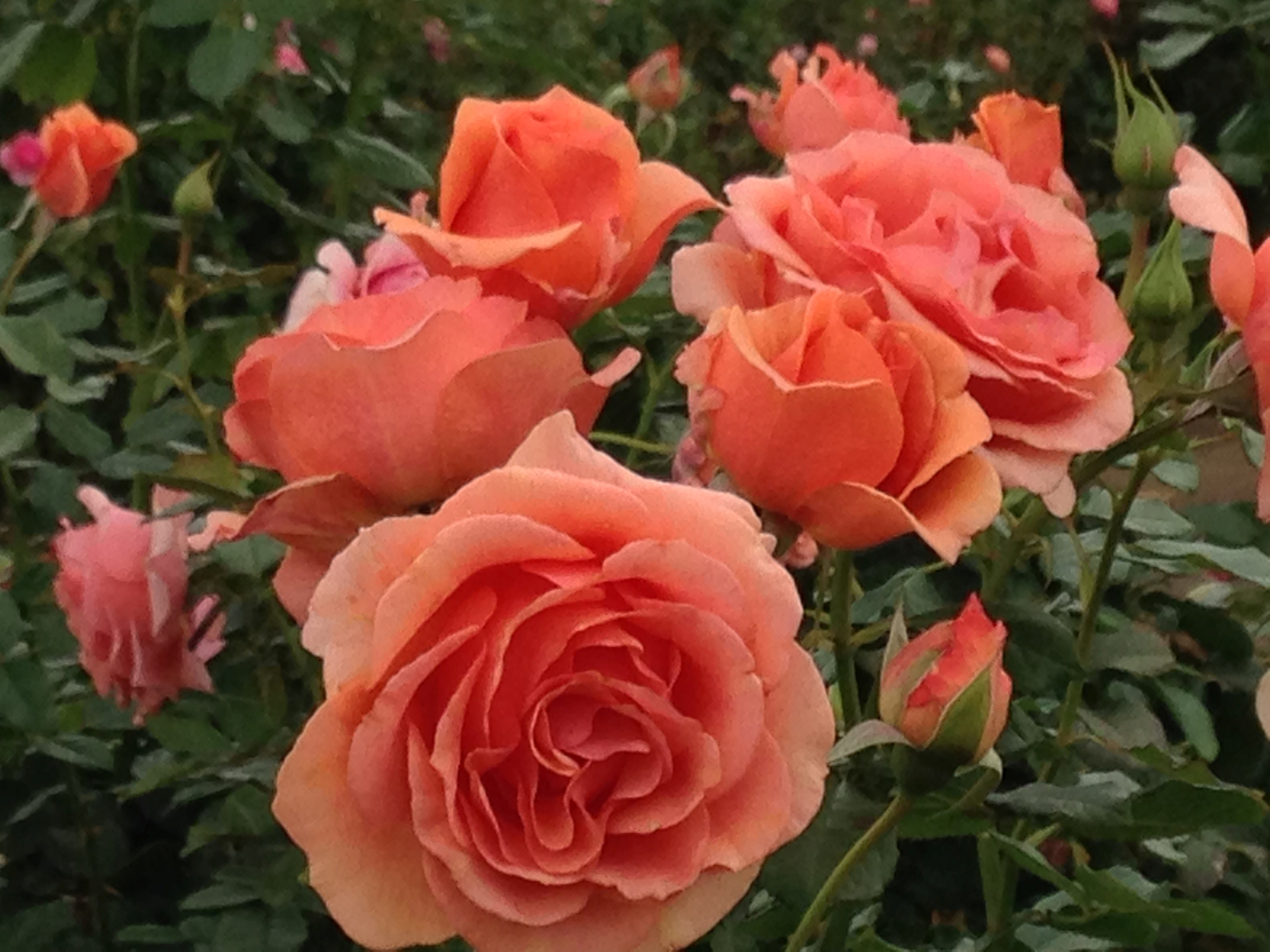 【100円割引】京成バラ園入園チケットの写真