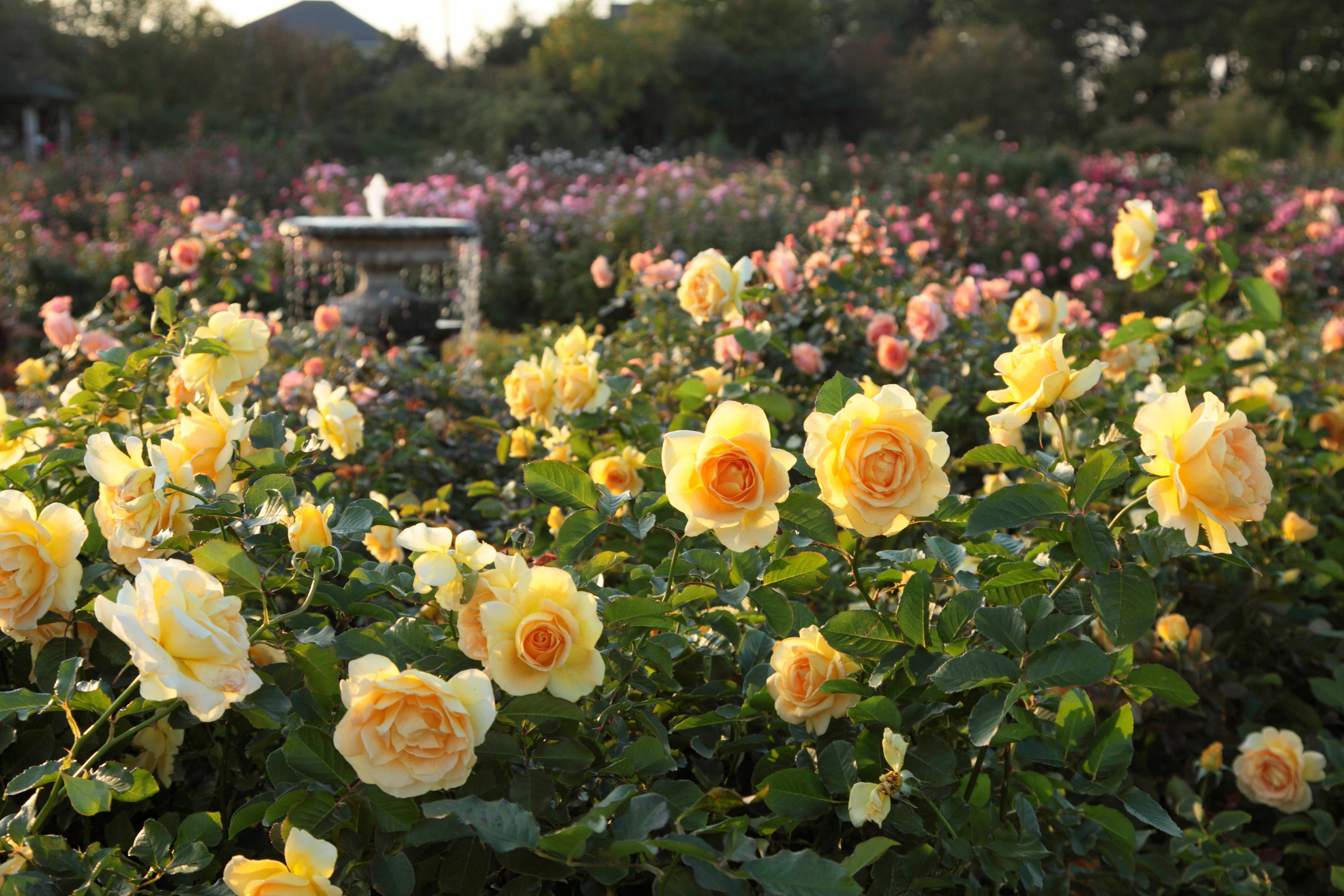 【100円割引】京成バラ園入園チケットの写真