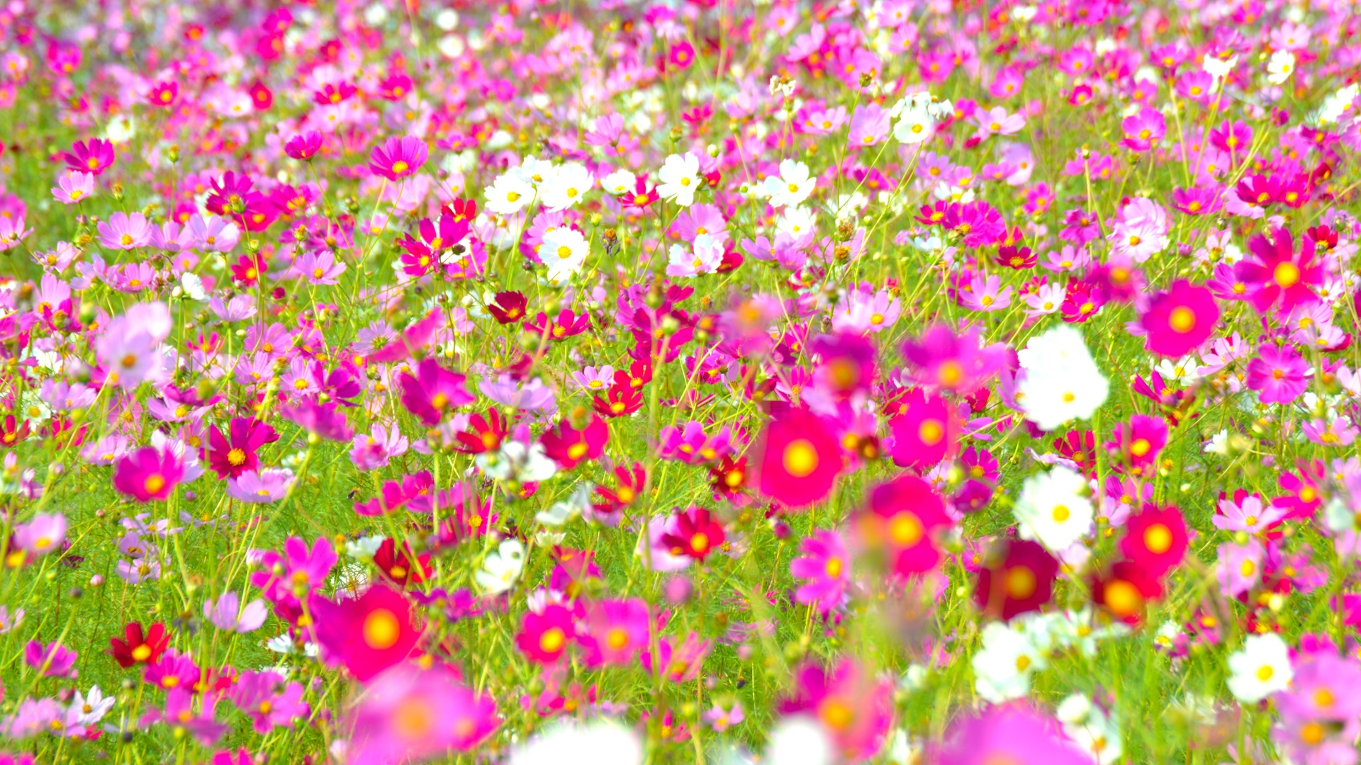 〈2025花と祈りの秋花まつりチケット〉小学生以下入園無料！の写真