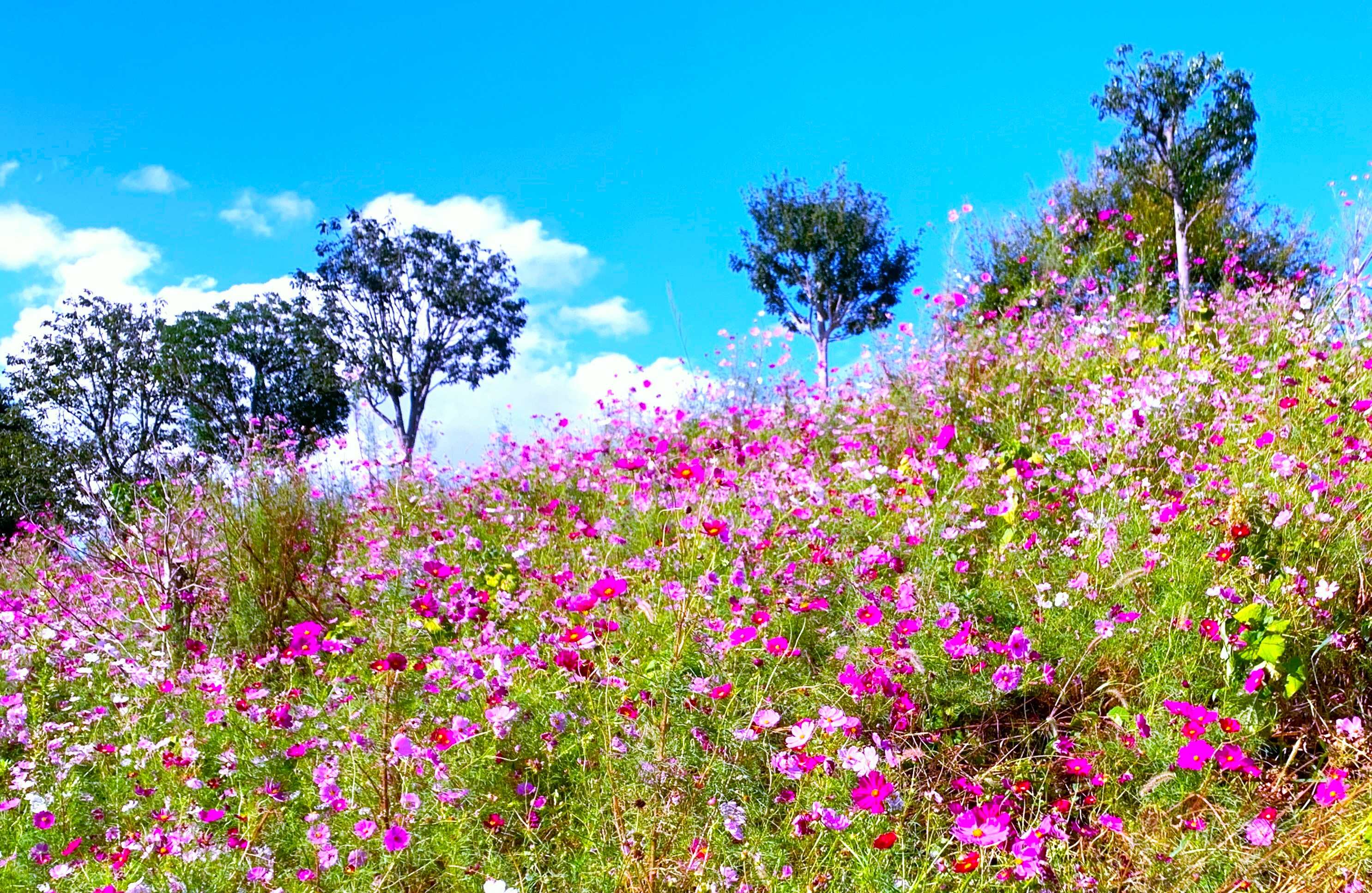 〈2025花と祈りの秋花まつりチケット〉小学生以下入園無料！の写真
