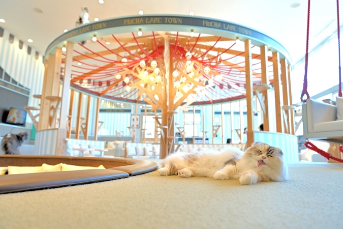 超特割！【平日・20％割引】猫カフェモカ　イオンレイクタウン　入場券（ドリンクバー・猫のおやつ）の写真