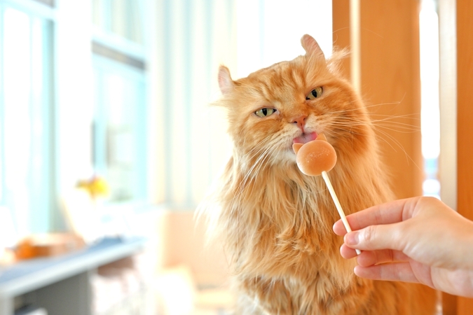 超特割！【平日・20％割引】猫カフェモカ　イオンレイクタウン　入場券（ドリンクバー・猫のおやつ）の写真