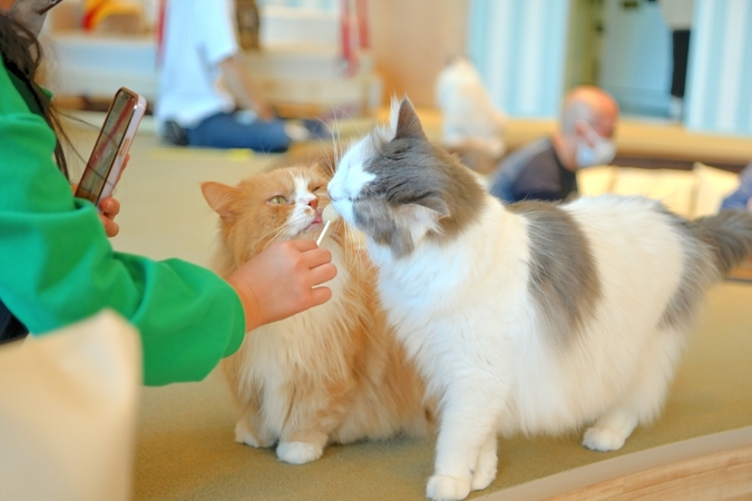 超特割！【平日・20％割引】猫カフェモカ　イオンレイクタウン　入場券（ドリンクバー・猫のおやつ）の写真