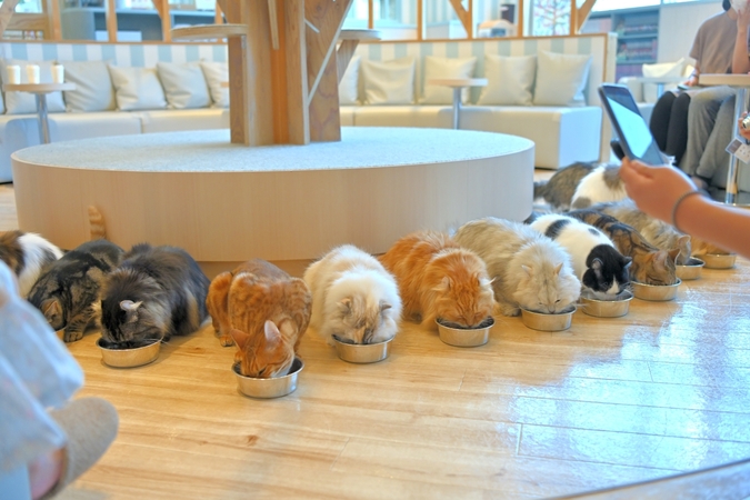 超特割！【平日・20％割引】猫カフェモカ　イオンレイクタウン　入場券（ドリンクバー・猫のおやつ）の写真