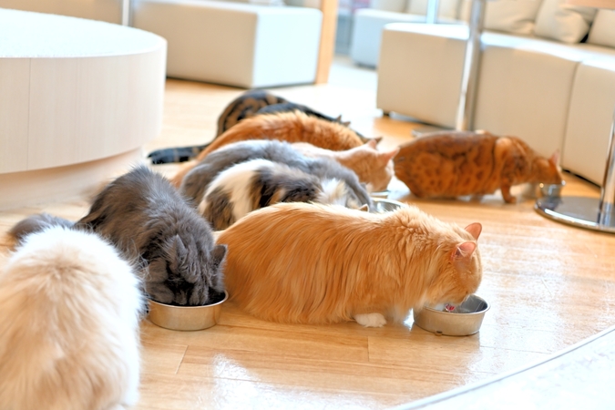 超特割！【平日・20％割引】猫カフェモカ　イオンレイクタウン　入場券（ドリンクバー・猫のおやつ）の写真